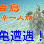 2023年 【宮古島】中年男の一喜一憂旅【海ガメ】