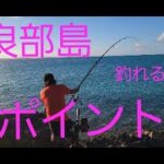 2023年 【宮古島】危険な毒針をもつ巨大○○とファイト