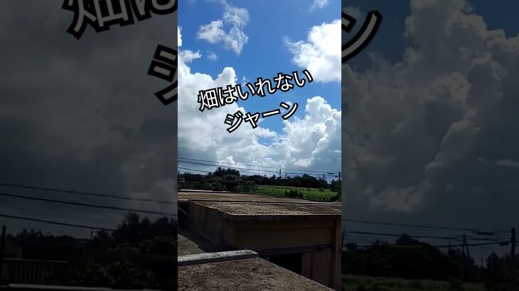 2023年 ９月20日 #沖縄 #宮古島 #youtube #畑 *質問募集#ネタ募集