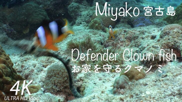2023年 Defender Clown fish お家を守るクマノミ【宮古島ダイビング#3】