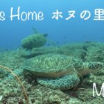 2023年 Honu’s home ホヌの里【宮古島ダイビング#2】