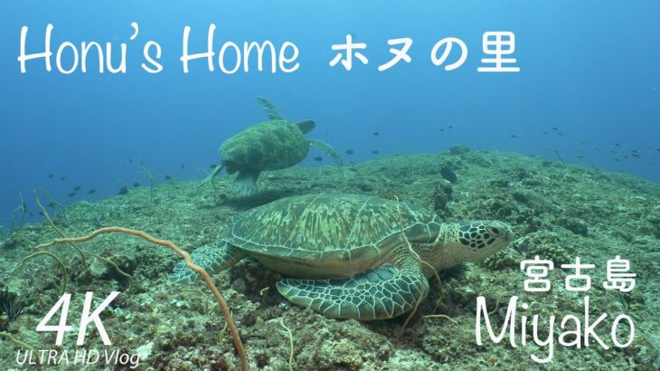 2023年 Honu’s home ホヌの里【宮古島ダイビング#2】