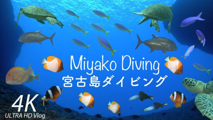 2023年 Miyako diving【宮古島ダイビング】