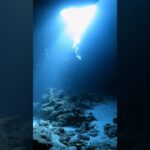2023年 【宮古島ダイビング】地形ダイビング。光のカーテン。#diving #gopro #scubadiving