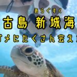 2023年 【沖縄旅行】宮古島の新城海岸でウミガメと泳いできた動画 ミコmikoゴルフ