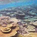 2023年 宮古島のサンゴ礁