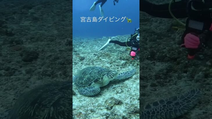 2023年 【宮古島ダイビング】カメに会えたよ。