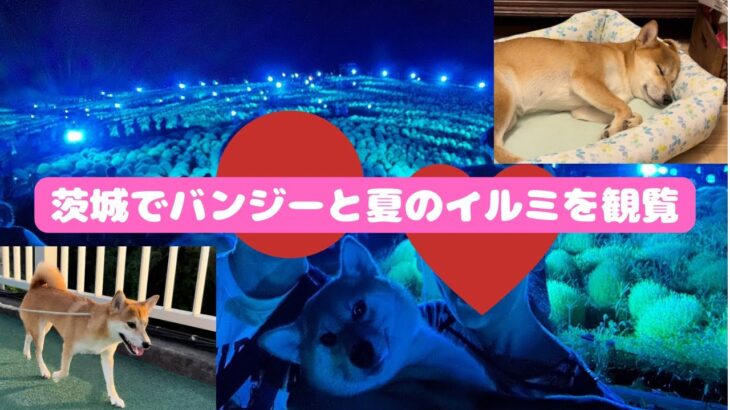 茨城でバンジーと夏のイルミを観覧する柴犬(国営ひたち海浜公園、袋田の滝、竜神大吊橋)