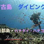 2023年 宮古島🏝️ダイビング🤿伊良部島ポイント🌊ハナダイ・ハナゴイ乱舞がキレイ😆👍