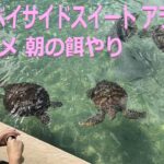 2023年 シギラリゾート アラマンダでウミガメに餌やり 宮古島 2023/09 Feeding to sea ​​turtle at Shigira suite Allamanda Miyako Is. 亀