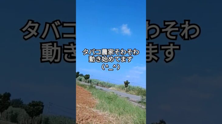 2023年 8月１８日 #沖縄 #宮古島 #畑 #youtube #diy #チャンネル登録してね