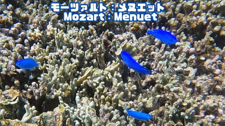 2023年 「ルリスズメダイ」「Blue damselfish/Sapphire devil」【4k 水中 UNDERWATER GoPro9】【宮古島　海　サンゴ　魚　シュノーケリング　水族館　観光　移住】