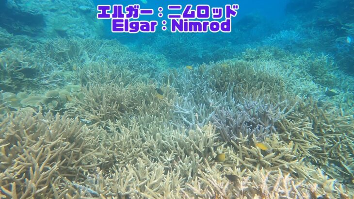 2023年 「サンゴ礁と熱帯魚」「Coral reef and tropical fish」【4k 水中 UNDERWATER GoPro9】【宮古島　海　サンゴ　魚　シュノーケリング　水族館　観光　移住】