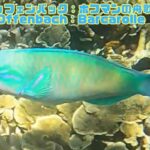 2023年 「ハゲブダイ」「Daisy parrotfish」【4k 水中 UNDERWATER GoPro9】【宮古島　海　サンゴ　魚　シュノーケリング　水族館　観光　移住】