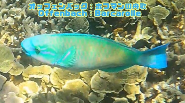 2023年 「ハゲブダイ」「Daisy parrotfish」【4k 水中 UNDERWATER GoPro9】【宮古島　海　サンゴ　魚　シュノーケリング　水族館　観光　移住】