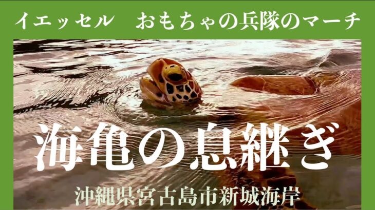 2023年 【４K 水中映像】海亀（アオウミガメ）の息継ぎ　沖縄県宮古島市新城海岸　イエッセル　おもちゃの兵隊のマーチ