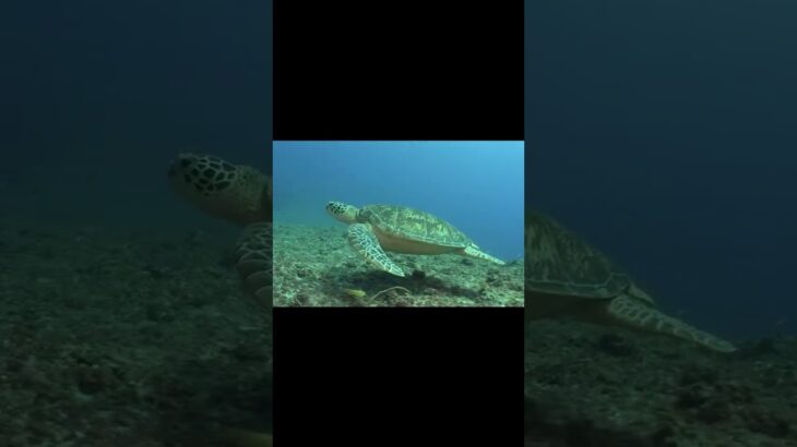 2023年 Let’s swim with sea turtle! ウミガメと一緒に泳ぎます【宮古島】#shorts