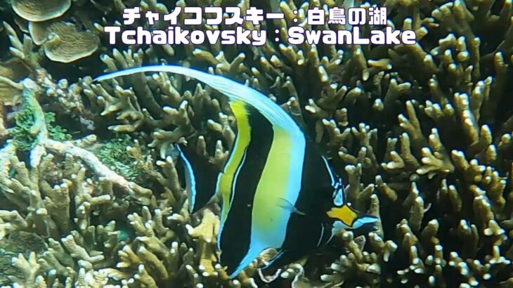 2023年 「ツノダシ」「Moorish idol」【4k 水中 UNDERWATER GoPro9】【宮古島　海　サンゴ　魚　シュノーケリング　水族館　観光　移住】