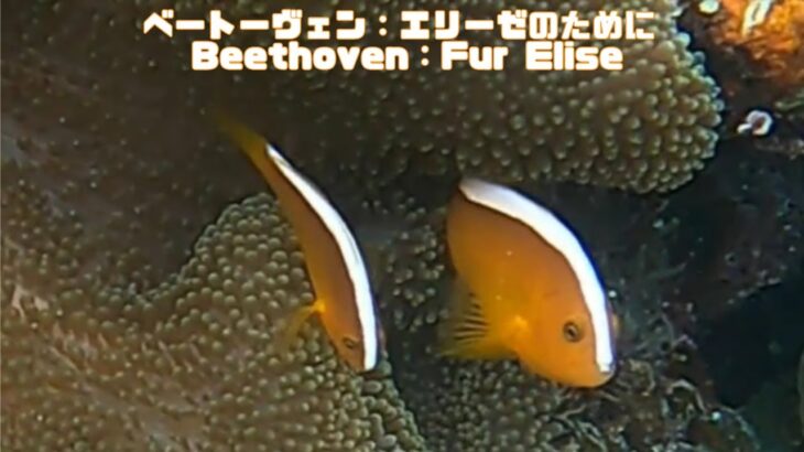 2023年 「セジロクマノミ」「Yellow clownfish」【4k 水中 UNDERWATER GoPro9】【宮古島　海　サンゴ　魚　シュノーケリング　水族館　観光　移住】