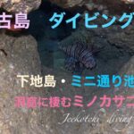 2023年 宮古島🏝️ダイビング🤿下地島・ミニ通り池🌊洞窟の中に棲むミノカサゴ🪸😆👌