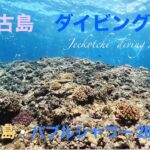 2023年 宮古島🏝ダイビング🤿下地島🪸魔王の宮殿🏛️から浸み出てくるエアーのバブルシャワー🚿😆👍