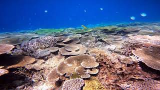 2023年 【美しき地球】宮古島　奇跡の珊瑚　エダサンゴ×テーブルサンゴ×デバスズメダイ