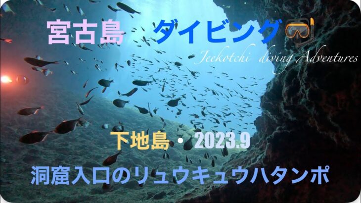 2023年 宮古島🏝ダイビング🤿下地島🪸洞窟入口に群れるリュウキュウハタンポ🐟🐟🐟😆👌