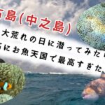 2023年 宮古島(中之島) 海上は大荒れの日に潜ってみたら、過去最高にお魚天国で最高すぎた！