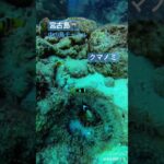 2023年 🐠クマノミ　宮古島🤿　中の島チャネル　ボートのすぐ下の様子