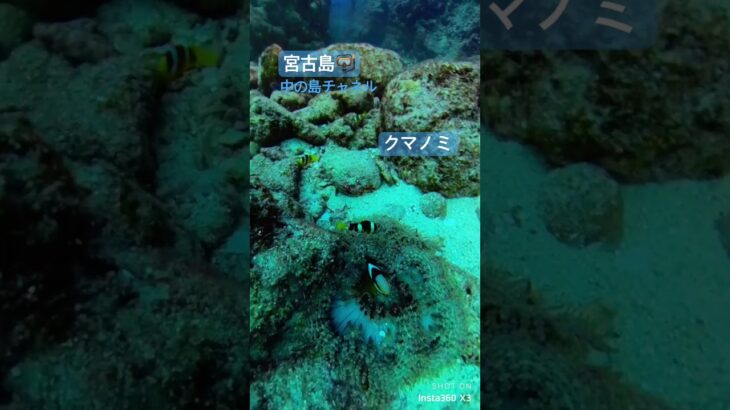 2023年 🐠クマノミ　宮古島🤿　中の島チャネル　ボートのすぐ下の様子