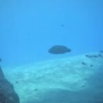 2023年 宮古島🏝️ダイビング🤿下地島🪸宮古ブルーの海を泳ぐナポレオンフィッシュ😆👍2023年9月