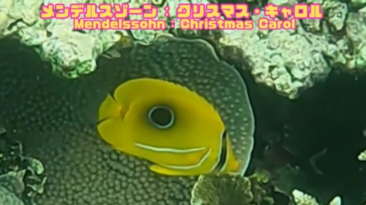 2023年 「希少種”ウミヅキチョウチョウウオ”」「Rare Bluelashed butterflyfish」【4k 水中 UNDERWATER】【宮古島　海　サンゴ　魚　シュノーケリング　水族館　観光　移住】