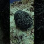 2023年 🪨海底で見かけた黒い石❓ #宮古島ダイビング #宮古島 #ダイビング #diving #海中映像 #海中動画 #underthesea #水中動画 #水中映像
