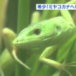 2023年 宮古島だけに生息 “ミヤコカナヘビ”　一般公開スタート　飼育の動物園は九州唯一　熊本市動植物園