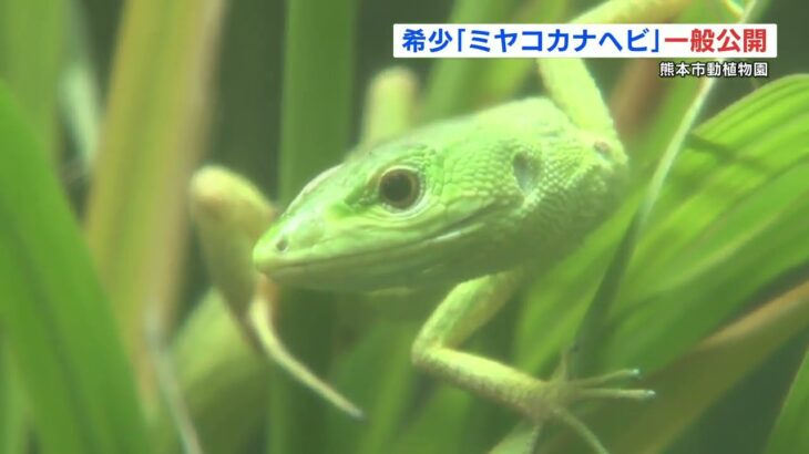 2023年 宮古島だけに生息 “ミヤコカナヘビ”　一般公開スタート　飼育の動物園は九州唯一　熊本市動植物園