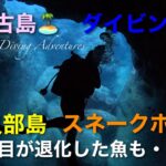 2023年 宮古島🏝️ダイビング🤿伊良部島・スネークホール🪸洞窟ダイビング〜目が退化した魚も・・・〜😆👍