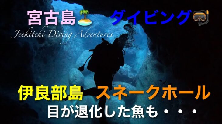 2023年 宮古島🏝️ダイビング🤿伊良部島・スネークホール🪸洞窟ダイビング〜目が退化した魚も・・・〜😆👍