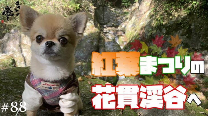 【癒し犬】茨城観光百選に選ばれている花貫渓谷へ…紅葉まつり散歩【ティナ】