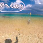 2023年 【宮古島エギング】海水浴のはずが、突如イカ出現、、そりゃエギ投げるっしょ！