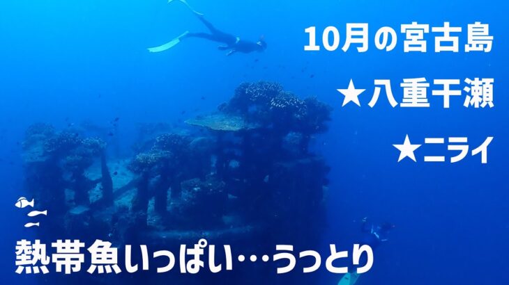 2023年 10月の宮古島★魚もサンゴもモリモリ★八重干瀬でスキンダイビング