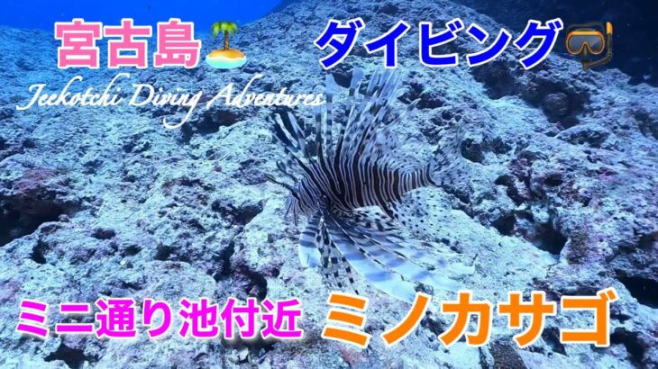 2023年 宮古島🏝️ダイビング🤿下地島・ミニ通り池付近🪸ミノカサゴ🐠😆👍2022年11月