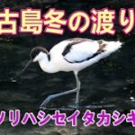 2023年 宮古島　ソリハシセイタカシギ　深夜俳諧　2023.12.27