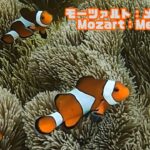 2023年 「カクレクマノミ」「Clown anemonefish」【4k 水中 UNDERWATER GoPro9】【宮古島　海　サンゴ　魚　シュノーケリング　水族館　観光　移住】