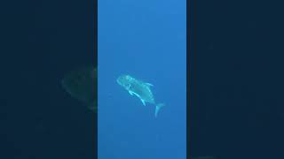 2023年 Giant trevally is passing 通りすがりのロウニンアジ【宮古島】#shorts