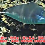 2023年 「超大型オニテングハギ」「Humpback Unicornfish」【4k 水中 UNDERWATER GoPro9】【宮古島　海　サンゴ　魚　シュノーケリング　水族館　観光　移住】