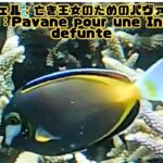 2023年 「ナミダクロハギ」「Japanese surgeonfish」【4k 水中 UNDERWATER GoPro9】【宮古島　海　サンゴ　魚　シュノーケリング　水族館　観光　移住】