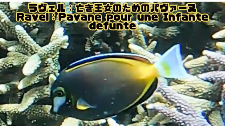 2023年 「ナミダクロハギ」「Japanese surgeonfish」【4k 水中 UNDERWATER GoPro9】【宮古島　海　サンゴ　魚　シュノーケリング　水族館　観光　移住】