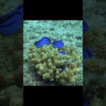 2023年 Small blue fish at coral サンゴの小さな青い魚たち【宮古島】#shorts