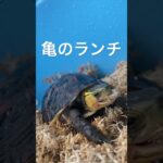 2023年 #宮古島 #miyakojima #miyakoisland #亀　#turtle #animals #動物