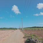 2023年 Relaxing ASMR Walk in Karimata’s Sugarcane Field｜宮古島狩俣農道｜サトウキビ畑｜